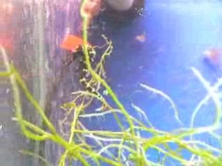 hyppo artemias