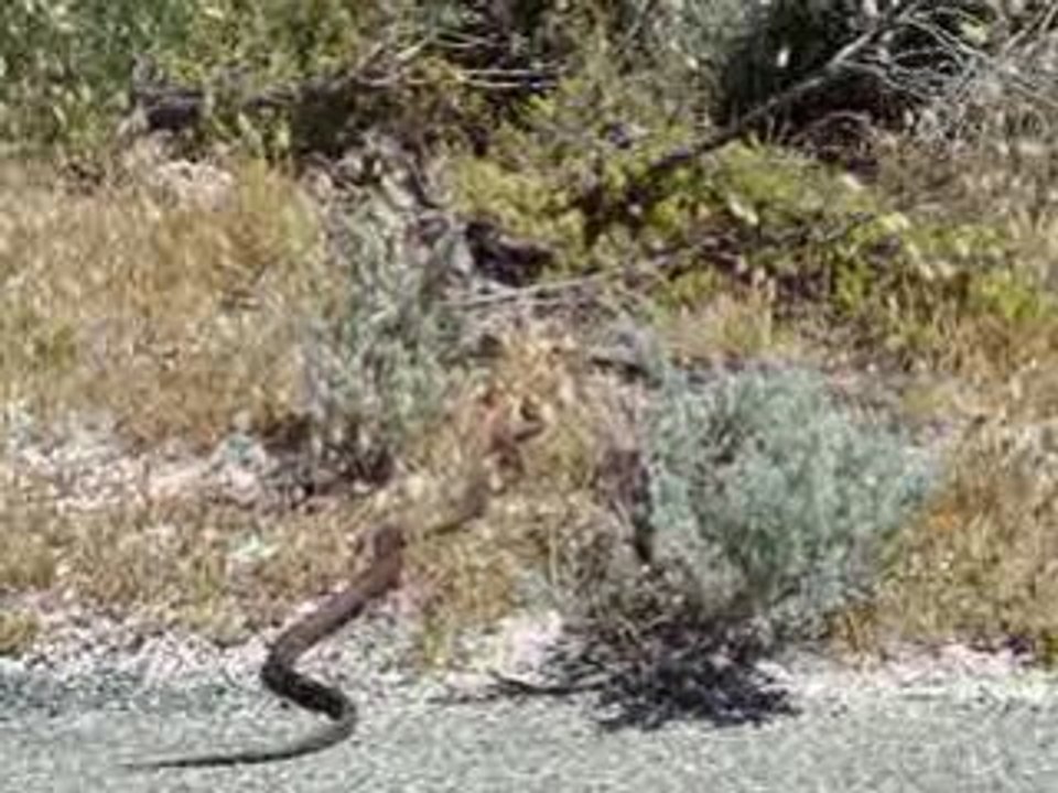 serpent