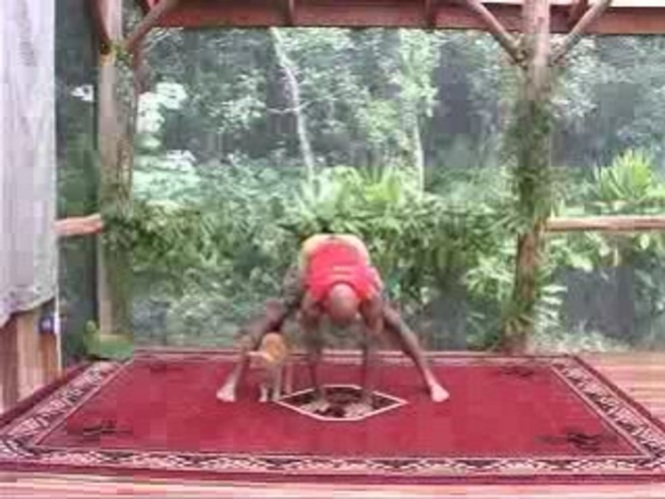 Yoga con il gatto