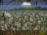 Visite d'un champ de coton bio équitable en Inde