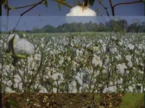 Visite d'un champ de coton bio équitable en Inde