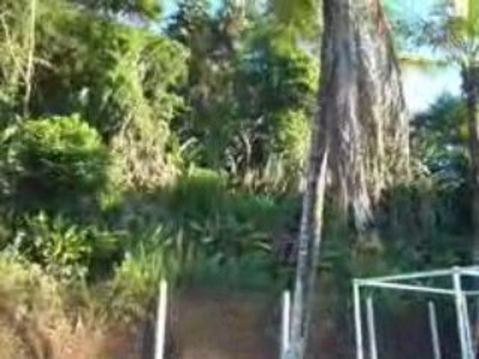 Piscine au tigre