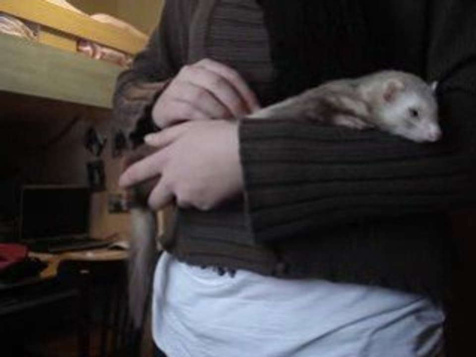 Calin Luna