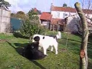 Videos Tamia-César 006