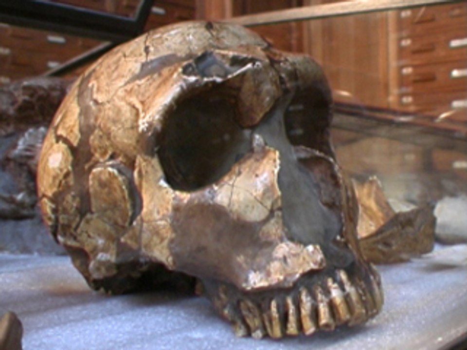 Néandertal: qui était-il?