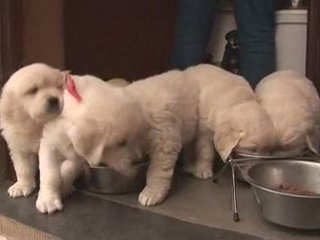 Dyadis, chiens d'aide pour personnes handicapées physiques