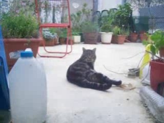 jackson-chattanooga 26 nov 2008 les matous - 1