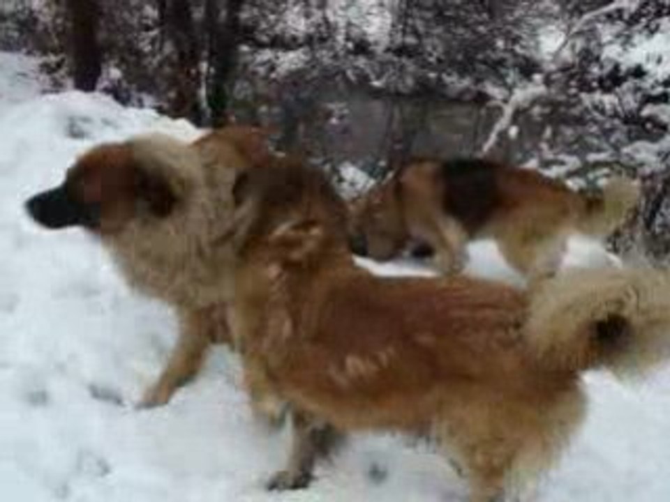 10 decembre 2008 052