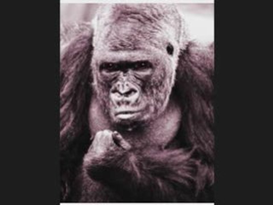 THE GUERRILLA GROWER SHOW - Part One