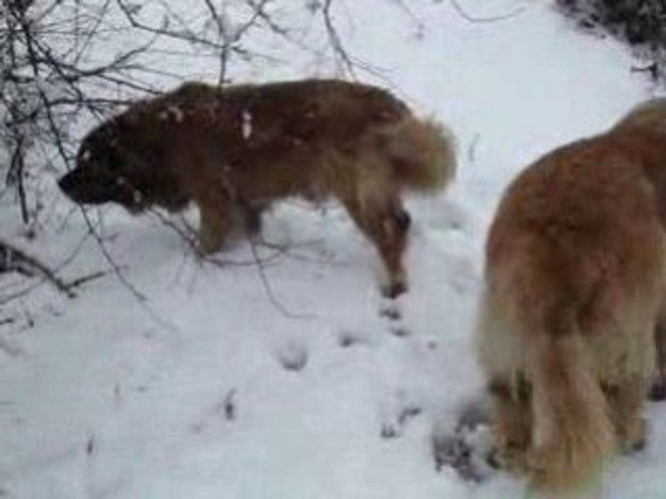 10 decembre 2008 054