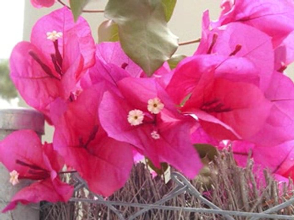 A String of Pearls. Glenn Miller.