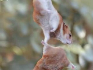 3in1 Ajanthan Dorin Emil Love