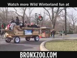Clydesdale Horse Rides at the Bronx Zoo's Wild Winterland