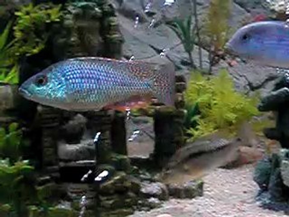 Lethrinops lethrinus