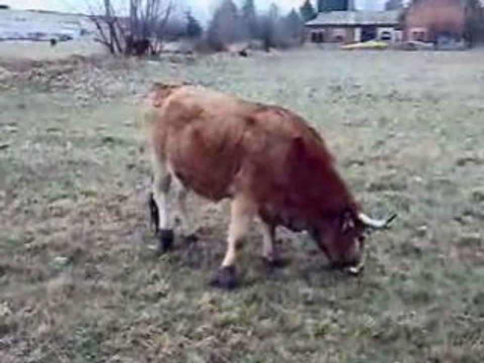 vaca rañando