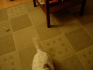 WesTie rentrer maison