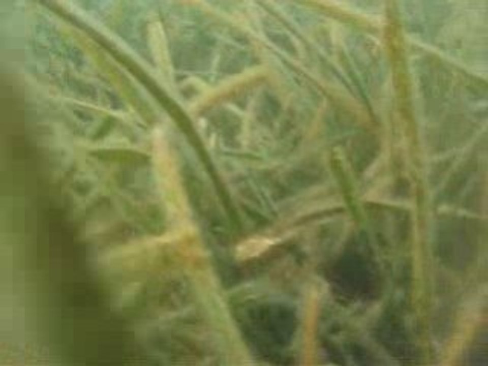 Spearfishing - Mustafa Paker Kefal-Mullet Avı #1