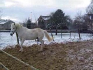 Tobee et casou dans la neige (2)