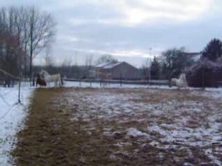 Tobee et casou dans la neige (3)