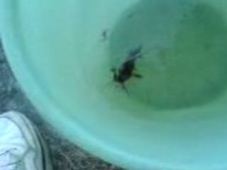 belle peche en saone juju et le poison chat