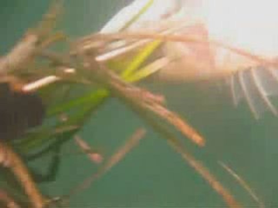 Spearfishing - Mustafa Paker Levrek-Sea Bass Avı