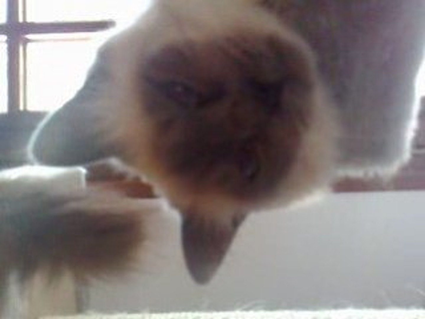 Chat Electricite Statique Video Dailymotion