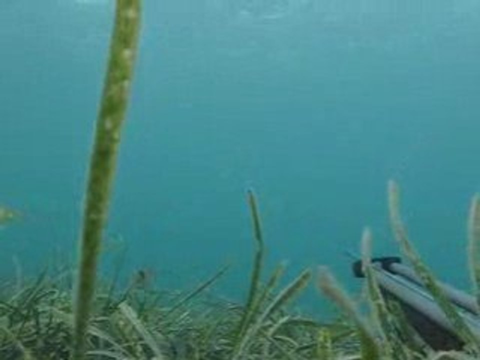 Spearfishing - Mustafa Paker Kefal-Mullet Avı #5