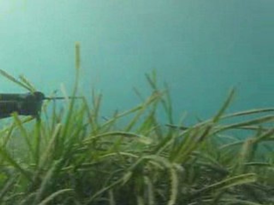 Spearfishing - Mustafa Paker Çipura-Sparus Aurata Avı #1