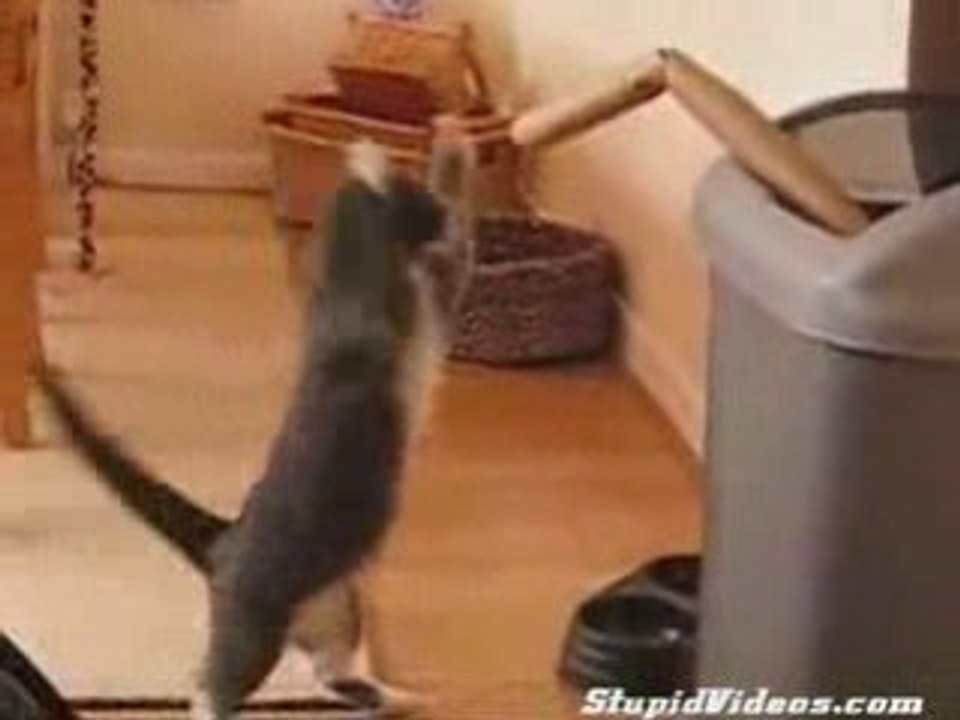 O GATINHO BOXEADOR