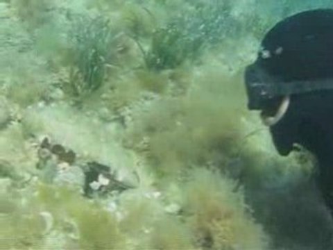 Spearfishing -Spearfishing with Porcelain by Mustafa Paker