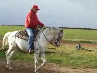 Sauk déc 2008 étalon disponible en mayenne