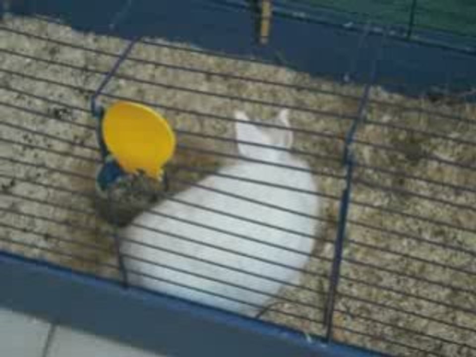 Lapin =p