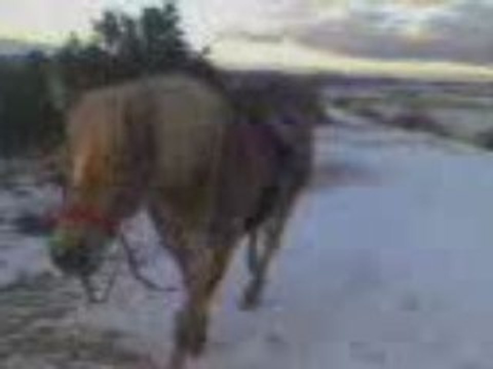 retour de balade en liberte