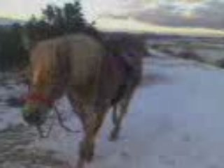 retour de balade en liberte