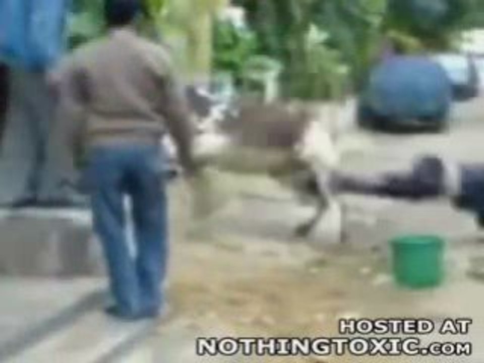 Bakra Eid - Flying Kick..Must watch this video to believe