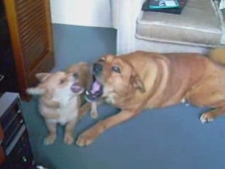 Jeux Zinnia e Drako_0001