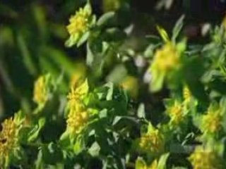 All Creation Worships You