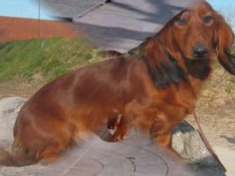 Clos espoir de reves 2008