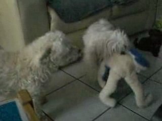 Les chiens jouent 01