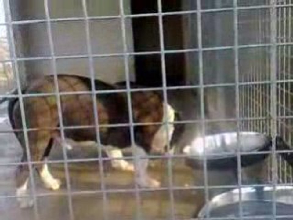 BIGBENBULLIES FAST FOOD