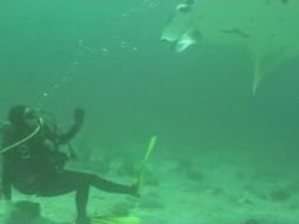 Raies Mantas Ari Atoll Maldives