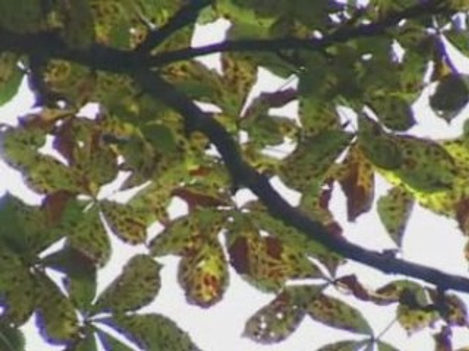 12 fragments -  6