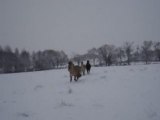 déboulent au galop dans la neige