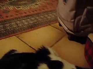 Les chat en cour ! 008