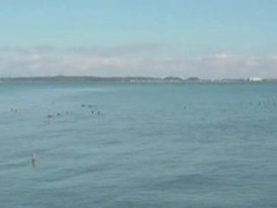 浜名湖のカモさん♪
