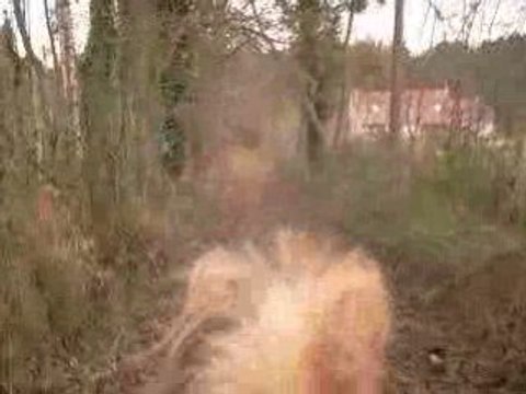 Pilou galop petit bois