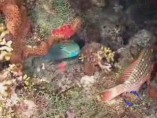 plongee de nuit en Guadeloupe