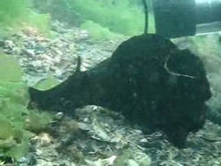 Lievre de mer étang de Thau - Aplysie