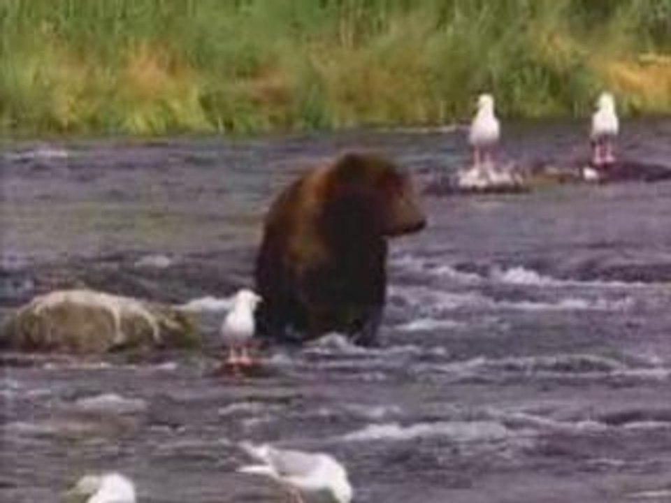 Bear