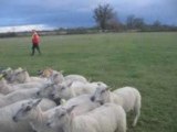 Artalens aux moutons